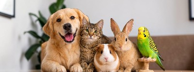  Animalerie 